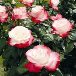 'Nostalgia' Hybrid Tea Rose -Garden Living Store Nostalgie 4