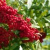 Vilmorinii Rowan Tree | Sorbus -Garden Living Store ORN0001 4