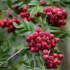 Pink Pagoda Rowan Tree | Sorbus Hupehensis 1 Pink Pagoda Rowan Tree | Sorbus Hupehensis -Garden Living Store ORN0001 5