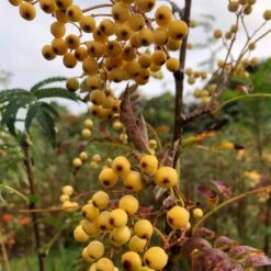 Joseph Rock Rowan Tree | Sorbus -Garden Living Store ORN0003 1