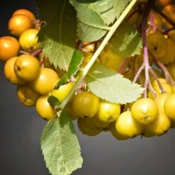 Joseph Rock Rowan Tree | Sorbus -Garden Living Store ORN0003 4