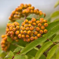 Joseph Rock Rowan Tree | Sorbus -Garden Living Store ORN0003 5