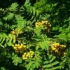 Joseph Rock Rowan Tree | Sorbus -Garden Living Store ORN0003 6