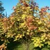 Scarlet Japanese Rowan Tree | Sorbus Commixta 'Embley' -Garden Living Store ORN0007 1 a35dffad 26a8 46a4 91a1 07e949d62b89