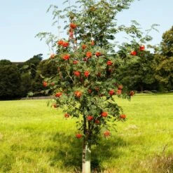 Mountain Ash Rowan Tree | Sorbus Aucuparia -Garden Living Store ORN0009 6