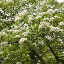 Mountain Ash Rowan Tree | Sorbus Aucuparia -Garden Living Store ORN0010spring
