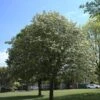 Whitebeam Tree | Sorbus Aria 'Lutescens' -Garden Living Store ORN0012 1