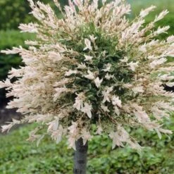 Flamingo Willow Tree | Salix Integra Hakuro Nishiki -Garden Living Store ORN0014 1 1
