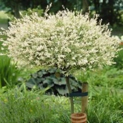 Flamingo Willow Tree | Salix Integra Hakuro Nishiki -Garden Living Store ORN0014 3