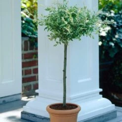 Flamingo Willow Tree | Salix Integra Hakuro Nishiki -Garden Living Store ORN0014 4
