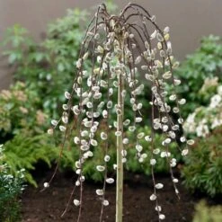 Kilmarnock Dwarf Weeping Willow Tree | Salix Caprea 10 Kilmarnock Dwarf Weeping Willow Tree | Salix Caprea -Garden Living Store ORN0017 2