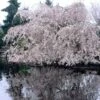 Weeping Yoshino Cherry Blossom Tree | Prunus Yedoensis -Garden Living Store ORN0027 1
