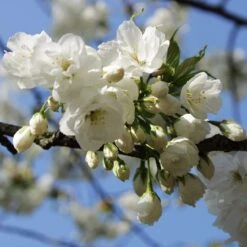 Weeping Yoshino Cherry Blossom Tree | Prunus Yedoensis -Garden Living Store ORN0027 3