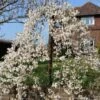 Dwarf Weeping Yoshino Cherry | Prunus Yedoensis 'Ivensii' -Garden Living Store ORN0028 1
