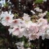 Pink Winter Flowering Cherry Tree | Prunus X Subhirtella 'Autumnalis Rosea' -Garden Living Store ORN0030 1