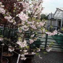 Pink Winter Flowering Cherry Tree | Prunus X Subhirtella 'Autumnalis Rosea' -Garden Living Store ORN0030 2