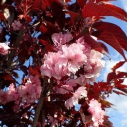 Purple Leaf Cherry Blossom Tree | Prunus Serrulata 'Royal Burgundy' -Garden Living Store ORN0032 1