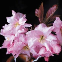 Purple Leaf Cherry Blossom Tree | Prunus Serrulata 'Royal Burgundy' -Garden Living Store ORN0032 2