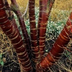 Multi Stem Tibetan Cherry Tree | Prunus Serrula