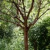 Single Stem Tibetan Cherry Tree | Prunus Serrula 2 Single Stem Tibetan Cherry Tree | Prunus Serrula -Garden Living Store ORN0034 3