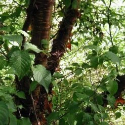 Multi Stem Tibetan Cherry Tree | Prunus Serrula -Garden Living Store ORN0034 4 457f60d6 746c 4a68 a6a8 5139ee4b2b53