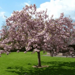Pink Perfection Cherry Blossom Tree 13 Pink Perfection Cherry Blossom Tree -Garden Living Store ORN0038 1