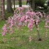 Single Pink Weeping Cherry Blossom Tree | Prunus Pendula Rubra -Garden Living Store ORN0040 2