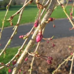 Single Pink Weeping Cherry Blossom Tree | Prunus Pendula Rubra -Garden Living Store ORN0040 3
