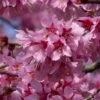 Small Pink Cherry Blossom Tree | Prunus 'Okame' -Garden Living Store ORN0044 1