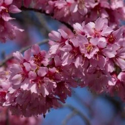 Small Pink Cherry Blossom Tree | Prunus 'Okame' -Garden Living Store ORN0044 3