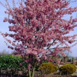 Small Pink Cherry Blossom Tree | Prunus 'Okame' -Garden Living Store ORN0044 4