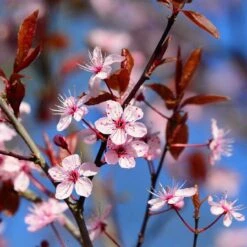 Black Cherry Plum Tree | Prunus Cerasifera 'Nigra'