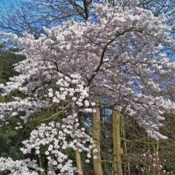 Great White Cherry Blossom Tree | Prunus 'Tai-Haku' -Garden Living Store ORN0049 4