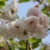 Blushing Bride Cherry Blossom Tree | Prunus 'Shogetsu' -Garden Living Store ORN0051 1
