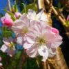 Japanese Cherry Blossom Tree | Prunus Shirofugen 2 Japanese Cherry Blossom Tree | Prunus Shirofugen -Garden Living Store ORN0053 1