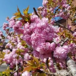 Cheal's Weeping Cherry Blossom Tree | Prunus Kiku Shidare Zakura -Garden Living Store ORN0058 4