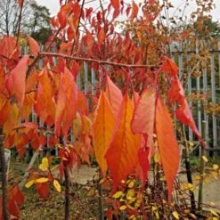 Cheal's Weeping Cherry Blossom Tree | Prunus Kiku Shidare Zakura -Garden Living Store ORN0058 6