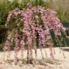 Cheal's Weeping Cherry Blossom Tree | Prunus Kiku Shidare Zakura -Garden Living Store ORN0058 9