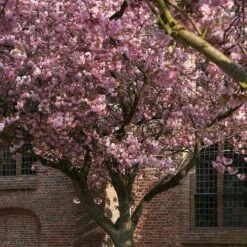 Japanese Cherry Blossom Tree | Prunus Serrulata 'Kanzan' -Garden Living Store ORN0060 2