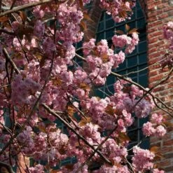 Japanese Cherry Blossom Tree | Prunus Serrulata 'Kanzan' -Garden Living Store ORN0060 3