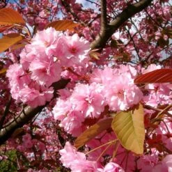 Japanese Cherry Blossom Tree | Prunus Serrulata 'Kanzan' -Garden Living Store ORN0060 4