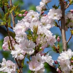Flagpole Cherry Blossom Tree | Prunus Amanogawa 11 Flagpole Cherry Blossom Tree | Prunus Amanogawa -Garden Living Store ORN0063 3