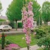 Flagpole Cherry Blossom Tree | Prunus Amanogawa -Garden Living Store ORN0063 new