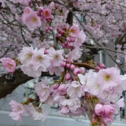 Accolade Pink Cherry Blossom Tree -Garden Living Store ORN0064 5