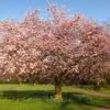 Accolade Pink Cherry Blossom Tree -Garden Living Store ORN0064 6