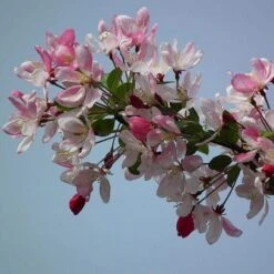 'Sun Rival' Crabapple Tree -Garden Living Store ORN0069 2