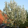 John Downie Crabapple Tree -Garden Living Store ORN0073 1