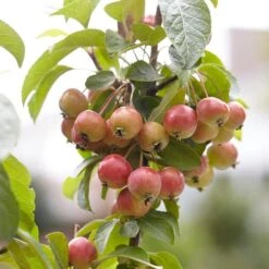 Evereste Crabapple Tree -Garden Living Store ORN0074 3 1475890a 114a 4e97 a720 809279382368