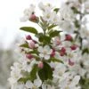 Evereste Crabapple Tree -Garden Living Store ORN0076 3
