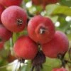 'Jelly King' Crabapple Tree -Garden Living Store ORN0096 2